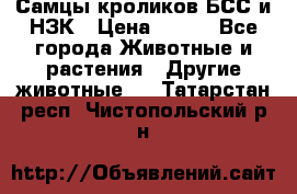 Самцы кроликов БСС и НЗК › Цена ­ 400 - Все города Животные и растения » Другие животные   . Татарстан респ.,Чистопольский р-н